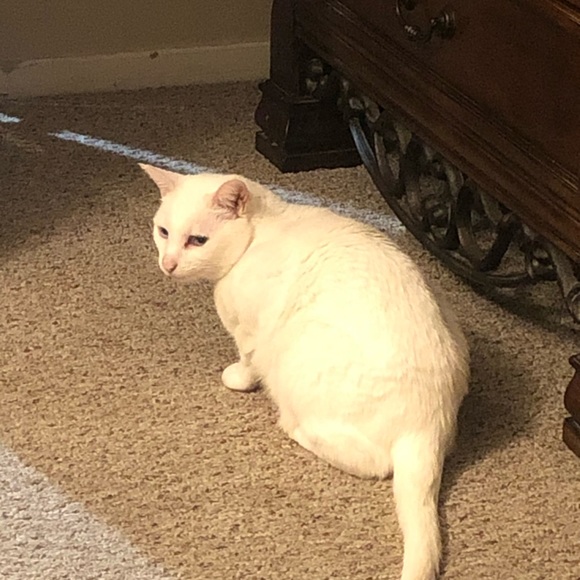 Meet your Posher, Allison - Picture 1 of 1